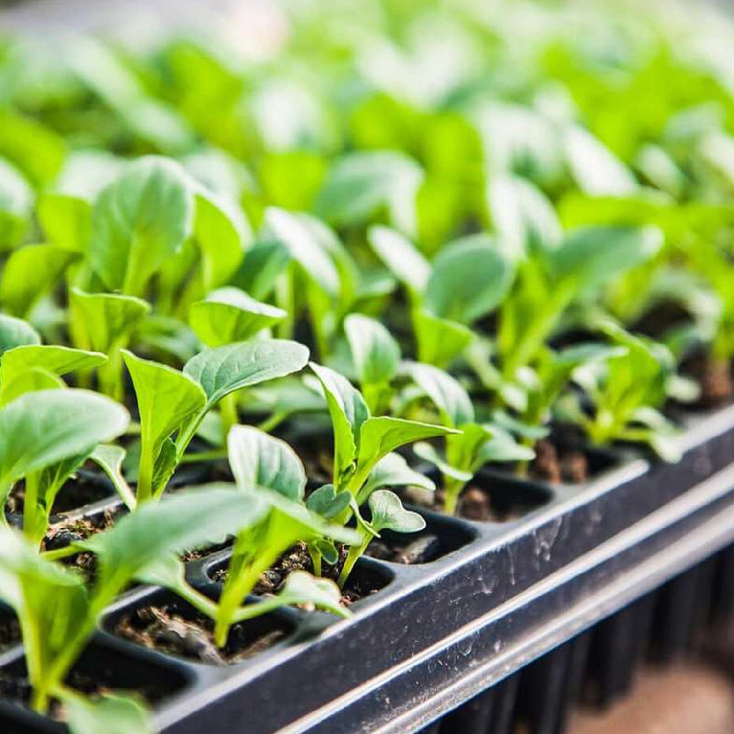 منتجاتنا المميزة