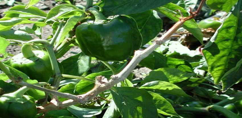 فلفل أخضر داكن بلُب سميك ومظهر جذاب