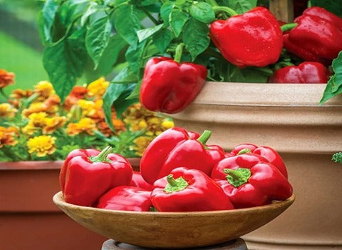 فلفل بلون أحمر لامع ولب سميك