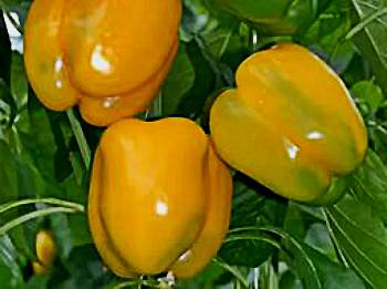 بذور فلفل حلو أصفر هجين – ذا كوين