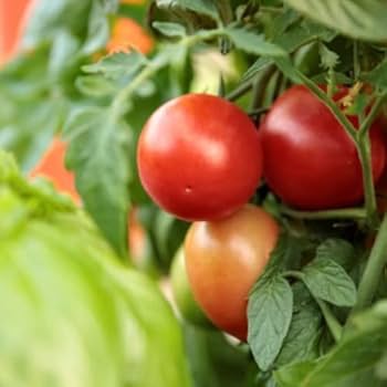 طماطم هجينة F1 بنمو محدد وجودة تصدير عالية.