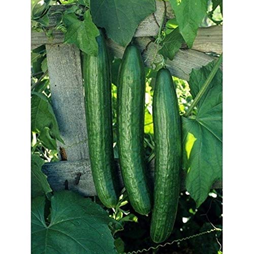 بذور خيار هجين عالي الإنتاج – ريتش لورد رقم 4