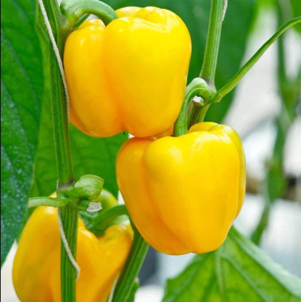 بذور فلفل حلو للزراعة في الحقول والبيوت المحمية
