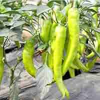 فلفل YP80 – إنتاج غزير وطعم حار لاذع