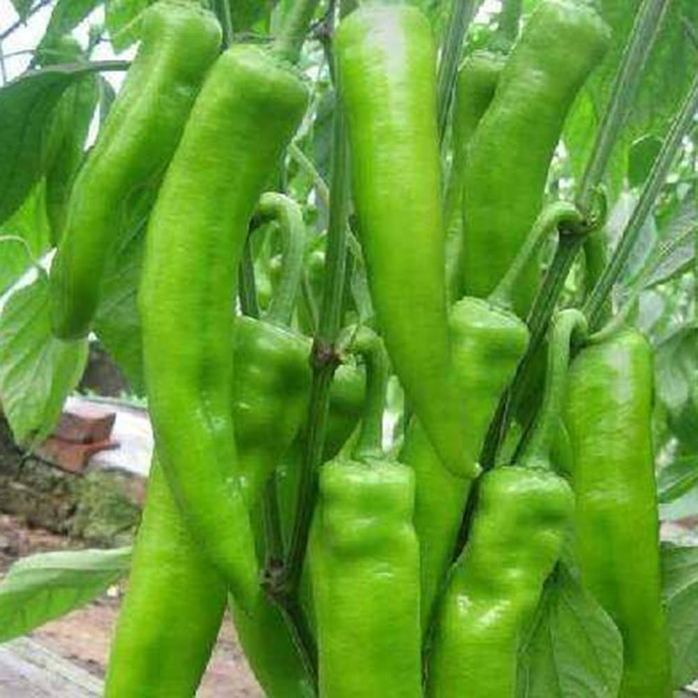 عبوة 1000 بذرة فلفل حار YP80 عالية الجودة