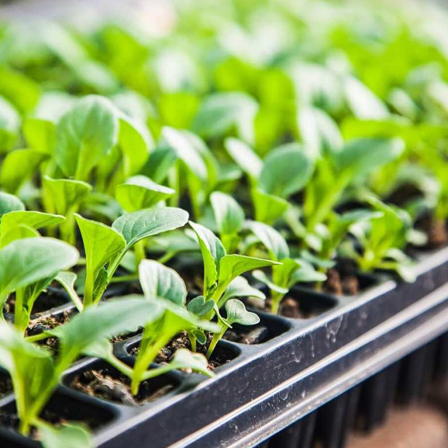 صينية إنبات بذور 50 خانة لتوزيع متساوٍ للرطوبة