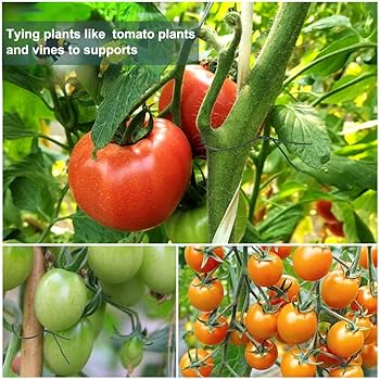 طماطم تسويقية ممتازة بصلابة وطول صلاحية فائقة.