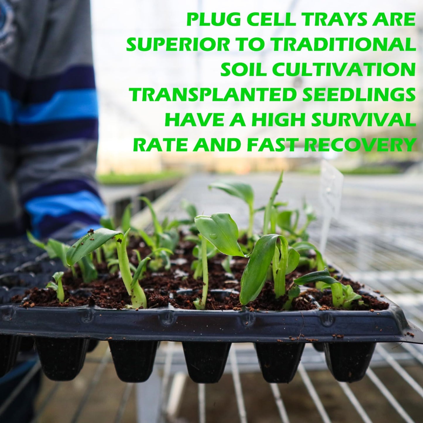 صواني شتلات زراعية متعددة المقاسات
صينية شتلات بلاستيك PET
صينية شتلات عدد ثقوب مختلف
صينية زراعة البذور
صواني مشاتل عالية الجودة