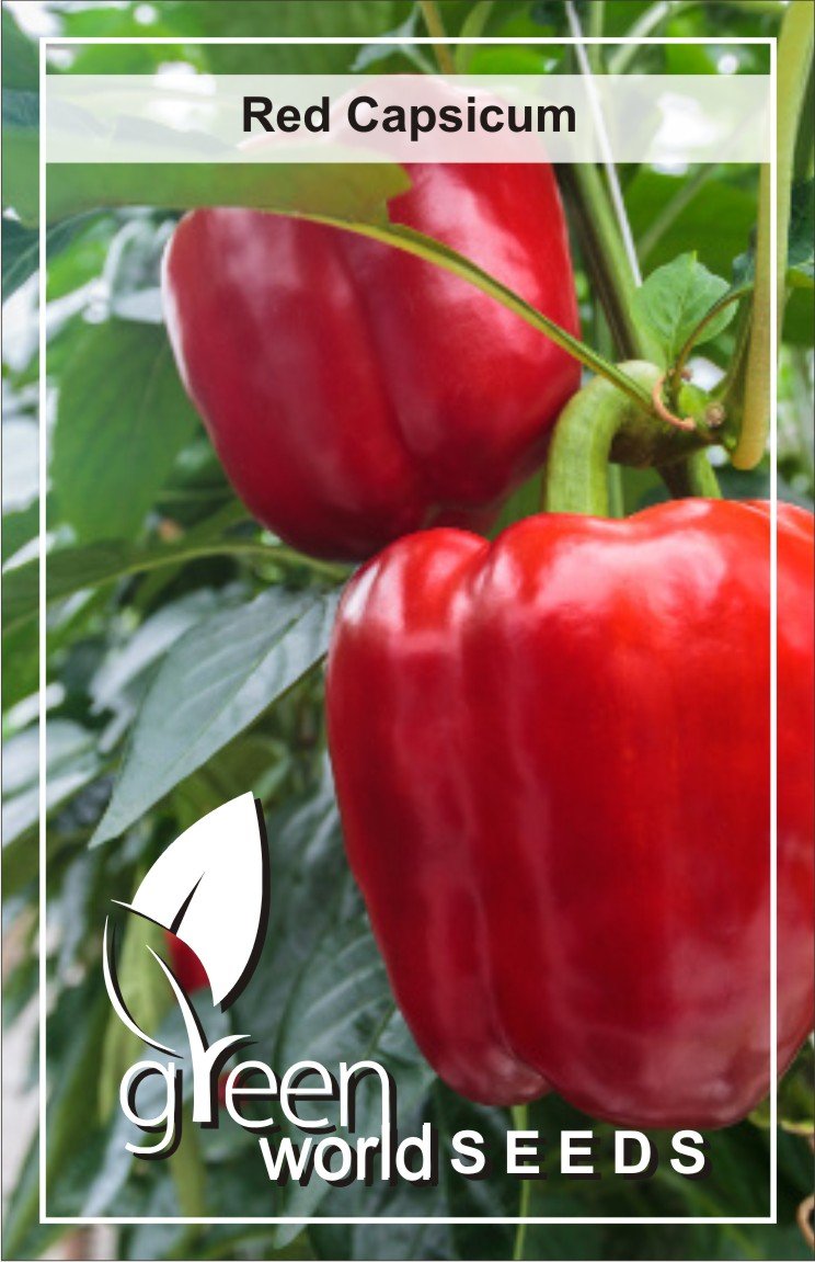 فلفل هجين للتسويق التجاري والإنتاج المكثف