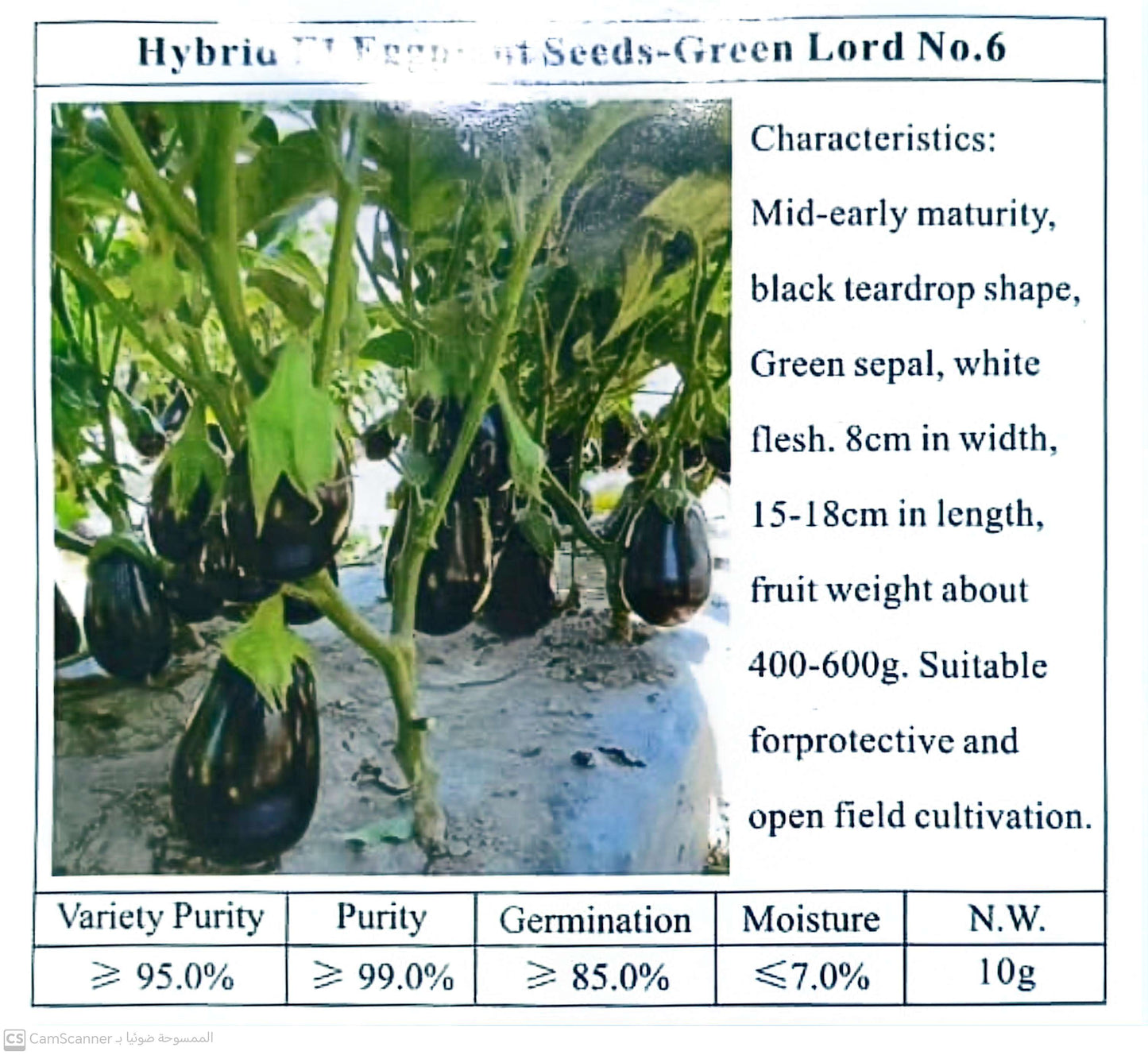 بذور باذنجان هجين اف1 – جرين لورد رقم 6