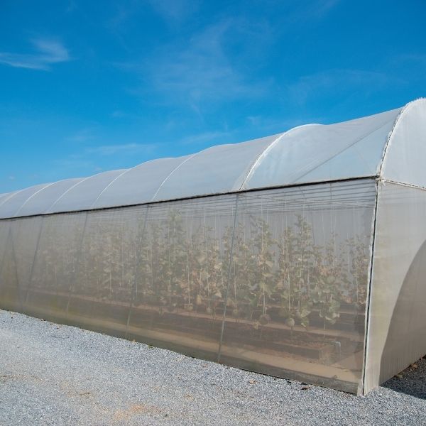 "شبك أبيض مقاوم للحشرات بنسبة حماية ٩٠٪"