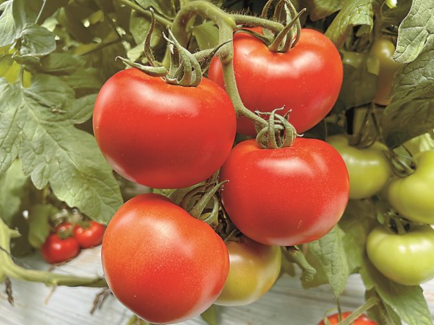 طماطم مستديرة كبيرة الحجم مقاومة لفيروس TYLCV والذبول.