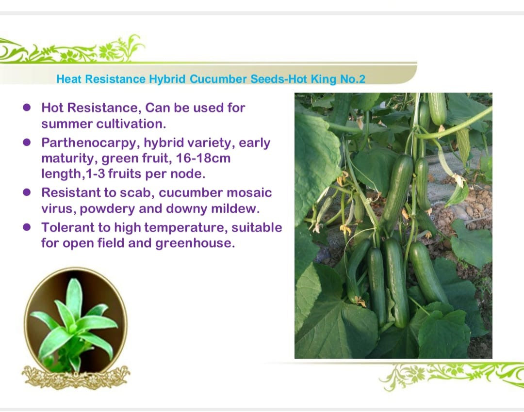 "بذور خيار هجين مقاوم للحرارة والأمراض – هوت كينج رقم 2 – عبوة تحتوي على 1000 بذرة"