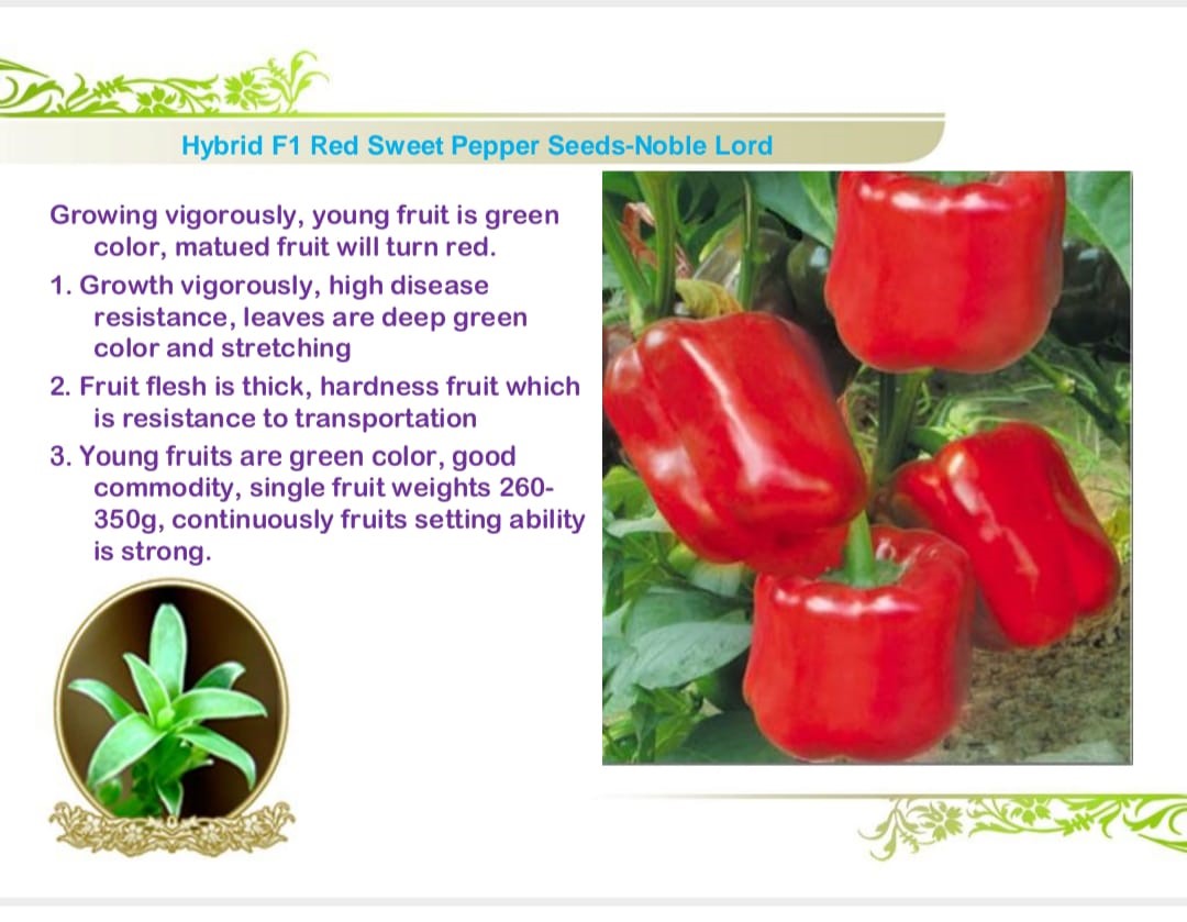 فلفل حلو بنكهة رائعة وشكل جذاب