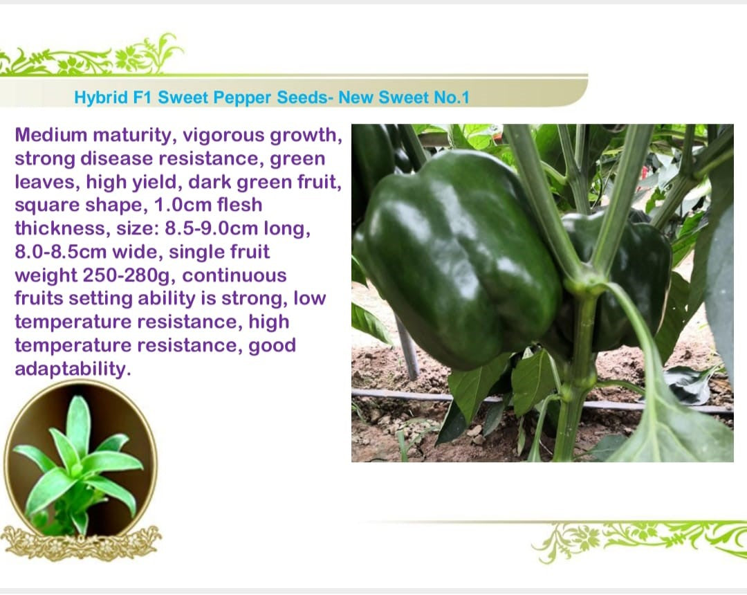 بذور فلفل حلو مربعة الشكل – نيو سويت رقم 1