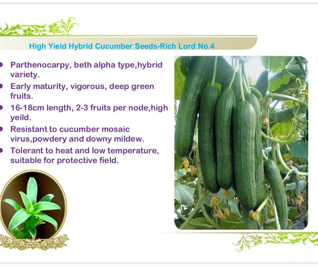 خيار هجين عالي النمو للزراعة في الحقول المحمية