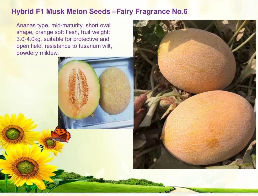 بذور شمام هجين F1 – فيري فراغرنس برائحة عطرية