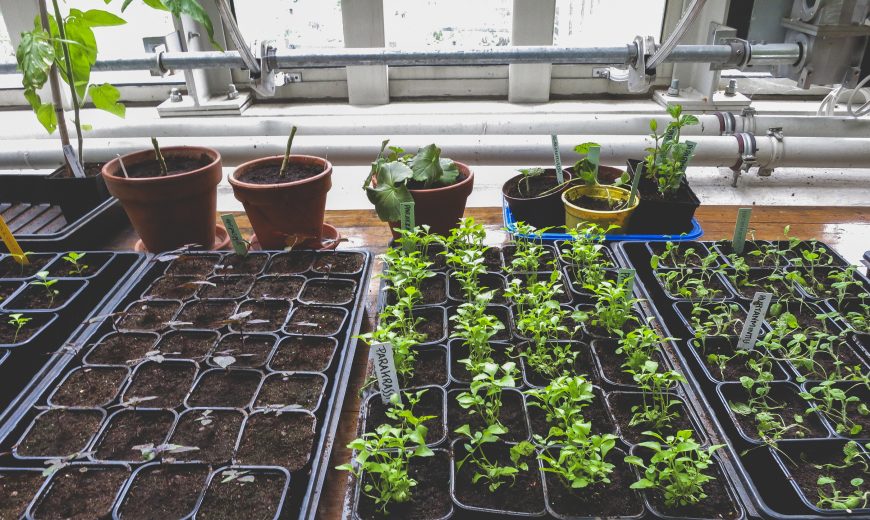 صواني شتلات زراعية متعددة المقاسات
صينية شتلات بلاستيك PET
صينية شتلات عدد ثقوب مختلف
صينية زراعة البذور
صواني مشاتل عالية الجودة