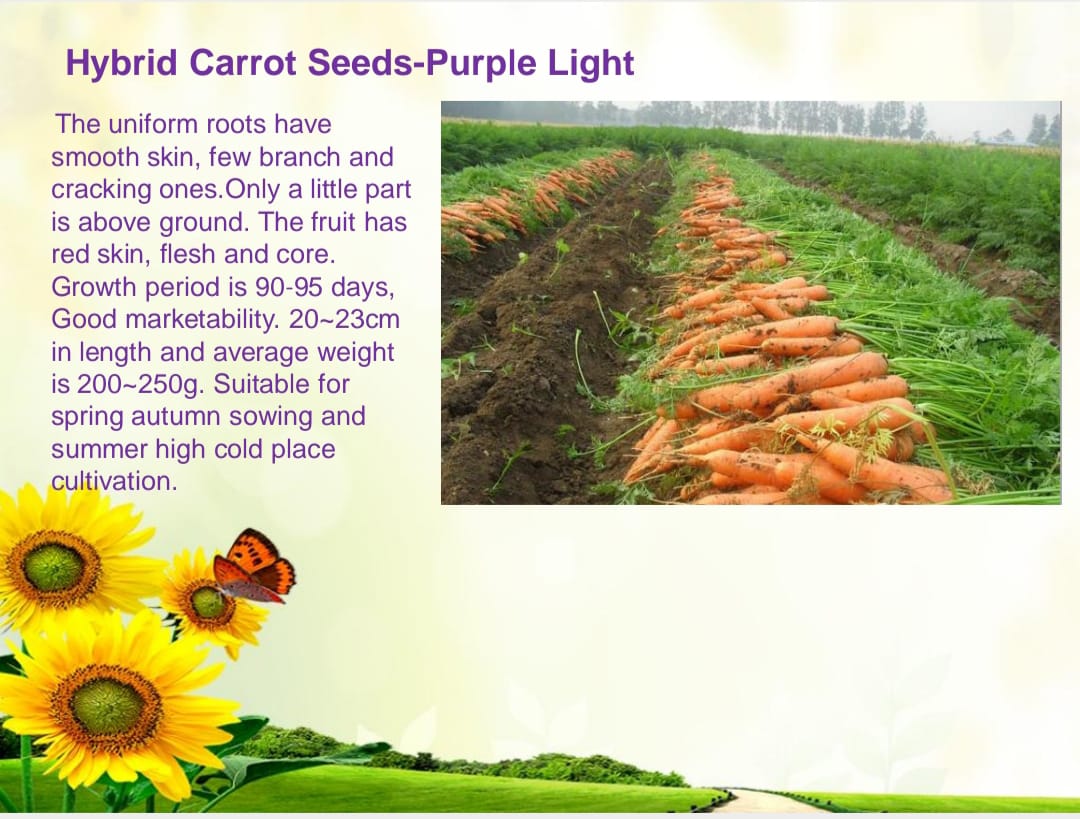 "بذور جزر هجينة الضوء الأرجواني لإنتاج جذور حمراء موحدة عالية الجودة – عبوة تحتوي على 1000 بذرة"