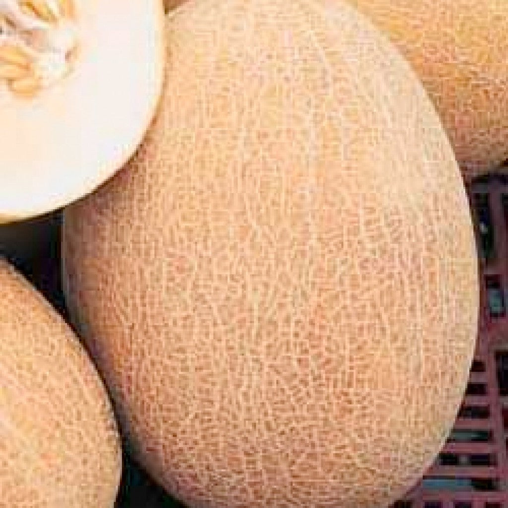 شمام أناناسي بلحم برتقالي ووزن 4 كجم