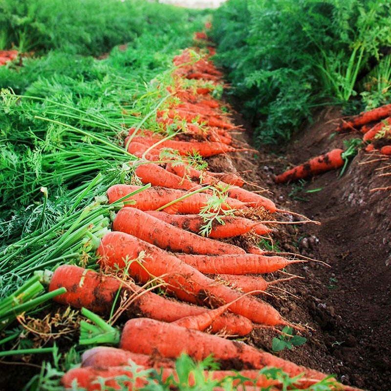 "بذور جزر هجينة الضوء الأرجواني لإنتاج جذور حمراء موحدة عالية الجودة – عبوة تحتوي على 1000 بذرة"