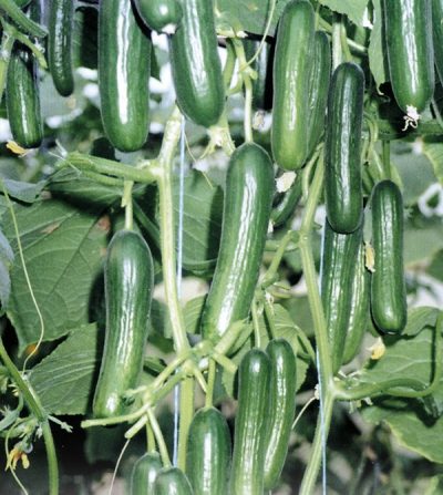 2️⃣ بذور خيار صيفي عالي التحمل للأجواء الحارة والبيوت المحمية