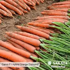 "بذور جزر هجينة الضوء الأرجواني لإنتاج جذور حمراء موحدة عالية الجودة – عبوة تحتوي على 1000 بذرة"