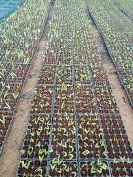 صواني شتلات زراعية متعددة المقاسات
صينية شتلات بلاستيك PET
صينية شتلات عدد ثقوب مختلف
صينية زراعة البذور
صواني مشاتل عالية الجودة