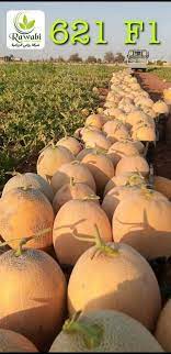 بذور شمام عالية الجودة والإنتاجية