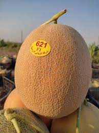 شمام بلون جذاب وطعم ورائحة فريدة