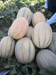 شمام بيضاوي الشكل بوزن 3.5 كجم