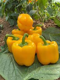 ذا كوين – فلفل هجيني عالي الإنتاجية