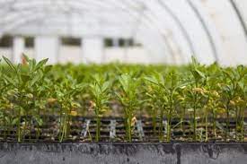 صواني شتلات زراعية متعددة المقاسات
صينية شتلات بلاستيك PET
صينية شتلات عدد ثقوب مختلف
صينية زراعة البذور
صواني مشاتل عالية الجودة