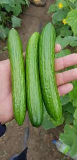 5️⃣ عبوة بذور خيار هجين تحتوي على 1000 بذرة