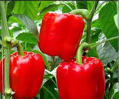 فلفل حلو بوزن 350 جرام وعقد مستمر للثمار