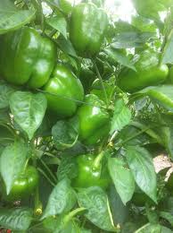 صنف هجين مقاوم للفيروسات والحرارة