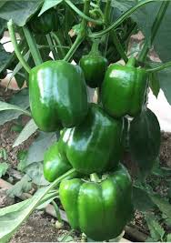 نبات فلفل قوي النمو بثمار خضراء براقة