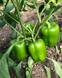 فلفل جرين كوين المثالي للتسويق والإنتاج