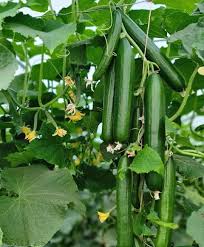 خيار أخضر داكن عالي الجودة للمزارع التجارية