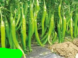 فلفل YP80 – إنتاج غزير وطعم حار لاذع