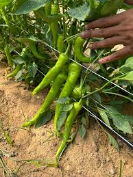 ثمار فلفل حار مقاومة للأمراض والعوامل الجوية