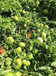 نبات طماطم قوي الإنتاج بثمار حمراء متجانسة مناسبة للتسويق.