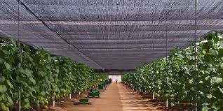 شبك تظليل زراعي 180 جم
شبك ظل مع حماية UV
شبكة تظليل خضراء 3×100 متر
شبكة تظليل بيج + أسود 3×50 متر