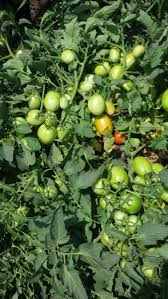 حقول طماطم هجينة مزروعة ببذور F1 مقاومة للحرارة والأمراض.