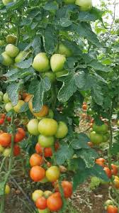 صورة مقرّبة لثمرة طماطم هجينة ناضجة ومستديرة الشكل.