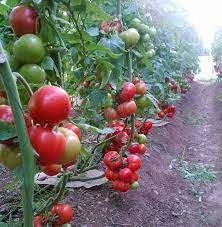 طماطم هجينة بوزن 120-160 جرام للزراعة الاحترافية في الربيع.