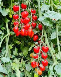 زراعة طماطم هجينة مبكرة في مناخ حار باستخدام بذور مقاومة.