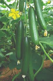 بذور خيار ريتش لورد 1000 بذرة للزراعة المحمية