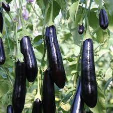 صنف باذنجان هجين F1 عالي السوقية للزراعة المكثفة