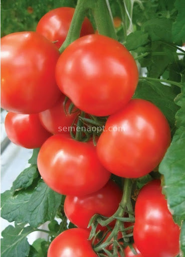 صورة لطماطم ناضجة من بذور هجينة مقاومة للنيماتودا.